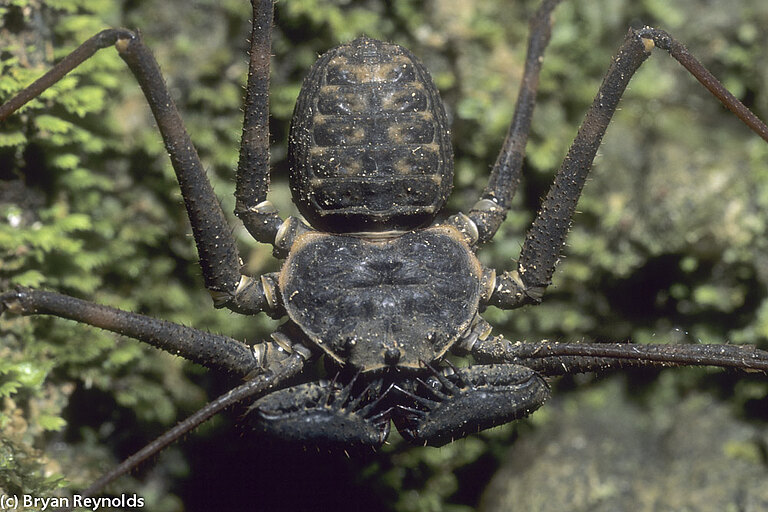 SP-73-9.2_Tailless_Whipscorpion.jpg  