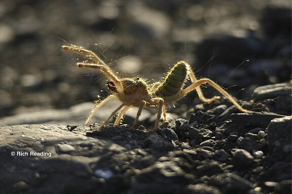 solifugae_rich_reading.jpg