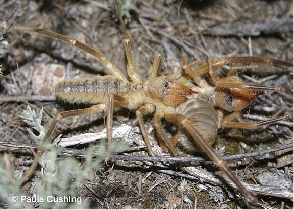 Solifugae_2.jpg