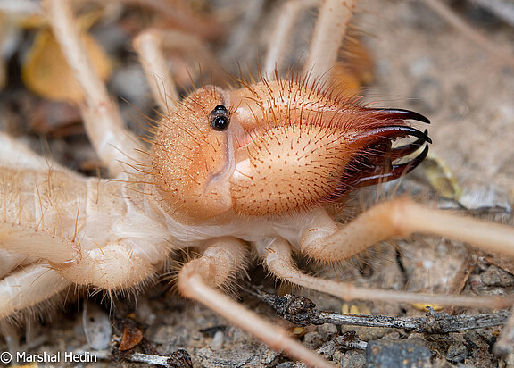Solifugae Eremorhax__1_of_1_.jpg