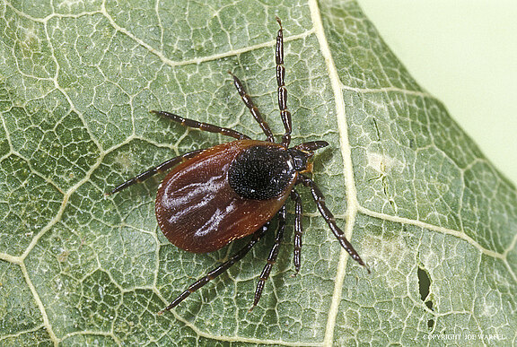 Male_Deer_Tick-Ixodes_scapularis_missing_palp__2.jpg