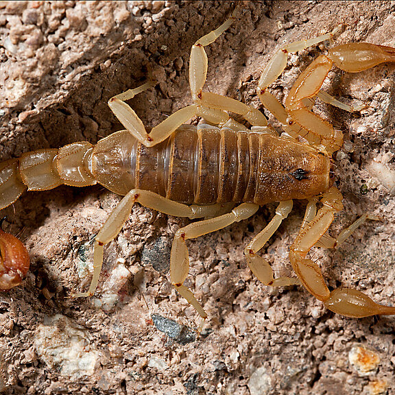 Scorpiones_slider.jpg  