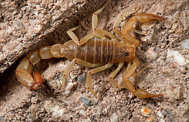 Scorpiones_slider.jpg  