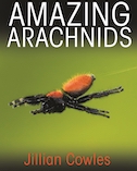 amazing-arachnid-cover.jpg  